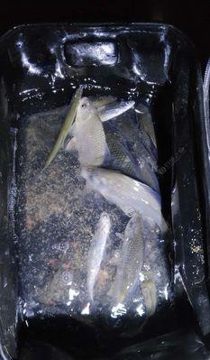 冬季水库夜钓打窝诱鱼技巧有哪些？如何有效吸引鱼群？