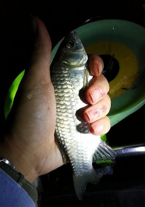 冬季水塘夜钓鲫鱼技巧有哪些？如何提高钓鲫鱼的成功率？