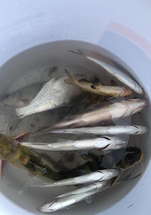 冬季水温低如何野钓鳊鱼？掌握哪些技巧能提高成功率？