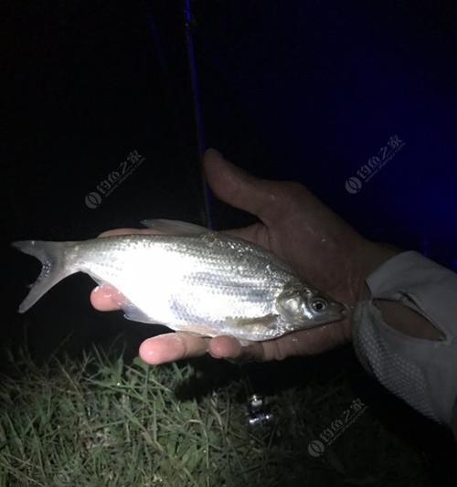 冬季水温低如何野钓鳊鱼？掌握哪些技巧能提高成功率？