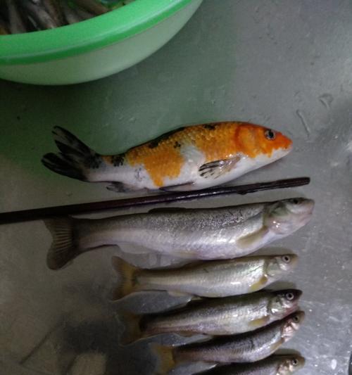 冬季溪流垂钓技巧有哪些？如何提高冬季垂钓成功率？