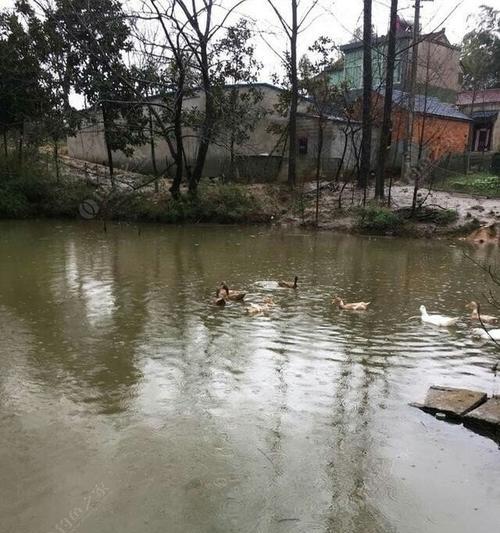 冬季下雨钓鱼的技巧是什么？如何应对雨天钓鱼的挑战？