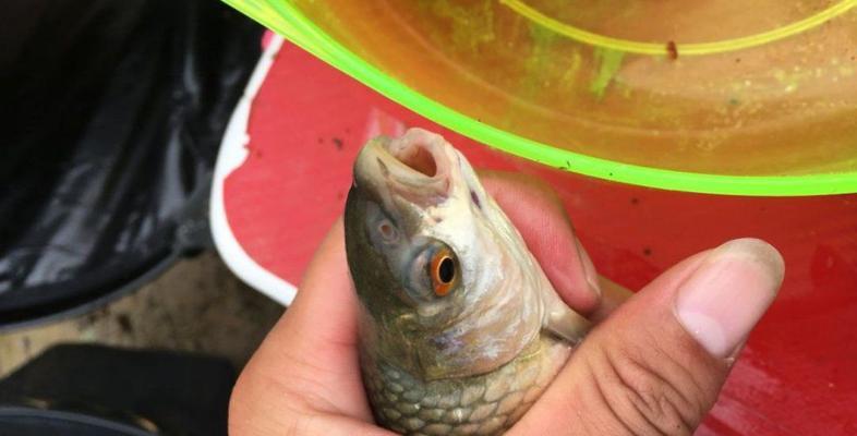 冬季小麦打窝钓鱼技巧是什么？如何提高钓鱼成功率？