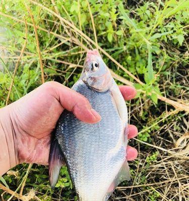 冬季野钓鳊鱼的技巧和方法？如何提高冬季野钓鳊鱼的成功率？