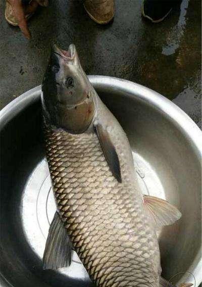 冬季野钓草鱼如何打窝？掌握哪些技巧能提高成功率？