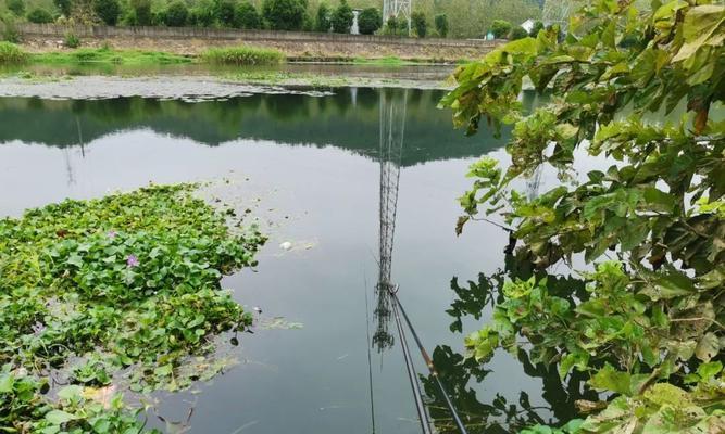 冬季野钓如何使用谷麦钓大鲤鱼？有哪些技巧和注意事项？