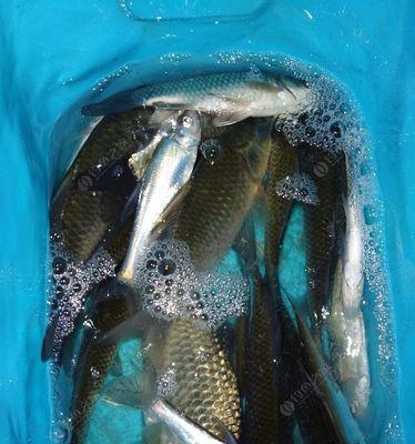 冬季野钓河沟鲫鱼打窝技巧和方法？如何提高冬季野钓鲫鱼的成功率？