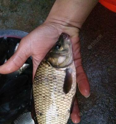 冬季野钓河沟鲫鱼打窝技巧和方法？如何提高冬季野钓鲫鱼的成功率？
