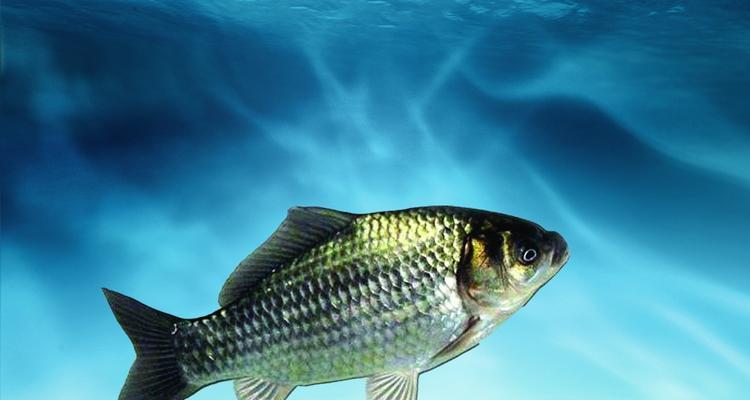 冬季野钓鲫鱼如何打窝？水下打窝技巧有哪些？