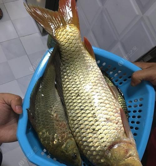 冬季野钓鲫鱼鲤鱼有什么技巧？如何提高冬季钓鱼的成功率？