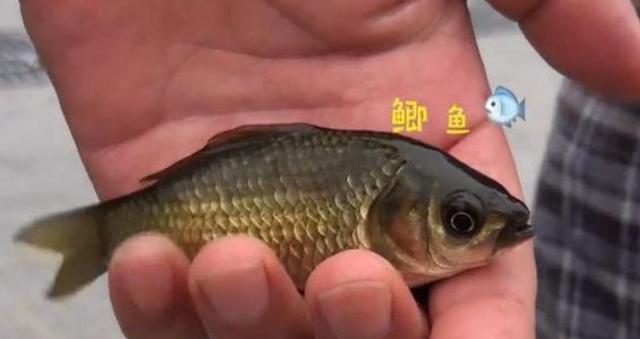冬季野钓鲫鱼时如何运用这十个技巧提高成功率？