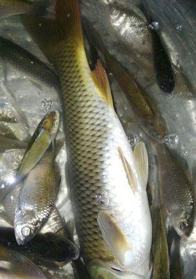 冬季野钓鲤鱼技巧钓多深？如何根据季节调整钓鱼深度？