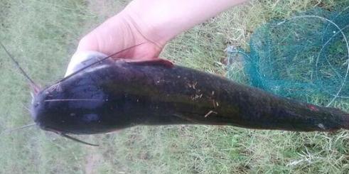 冬季野钓鲶鱼的最佳方法是什么？有哪些技巧可以提高成功率？