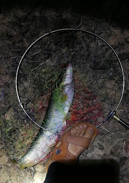 冬季野钓鲶鱼的最佳方法是什么？有哪些技巧可以提高成功率？