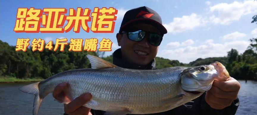 冬季野钓翘嘴鱼技巧教学？如何提高冬季野钓翘嘴鱼的成功率？