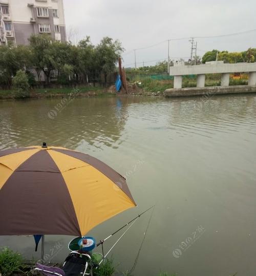 冬季野河流水钓鲤鱼的技巧是什么？如何提高钓鲤鱼的成功率？