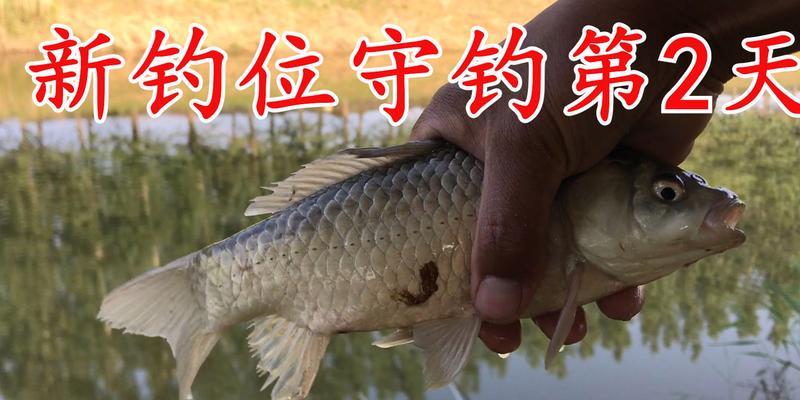 冬季野河日钓百斤打窝技巧是什么？如何有效打窝钓到百斤鱼？