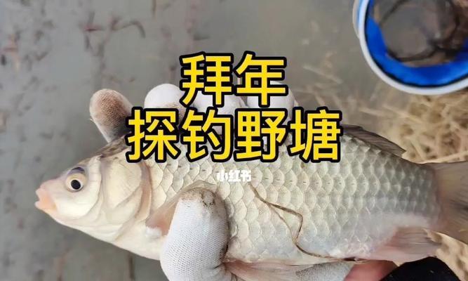 冬季野塘钓鲫鱼打窝技巧和方法是什么？如何有效吸引鲫鱼？