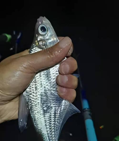 冬季夜钓白条技巧有哪些？如何提高夜钓白条的成功率？