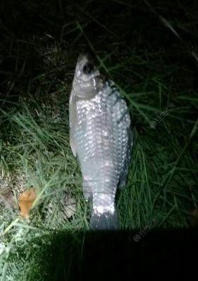 冬季夜钓调漂方法和技巧是什么？如何提高夜钓成功率？