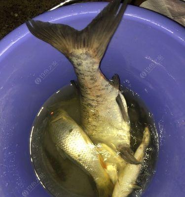 冬季夜钓花鲢技巧有哪些？如何提高钓获率？
