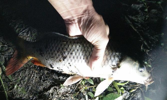 冬季夜钓黄金鲫鱼技巧是什么？如何提高钓获率？