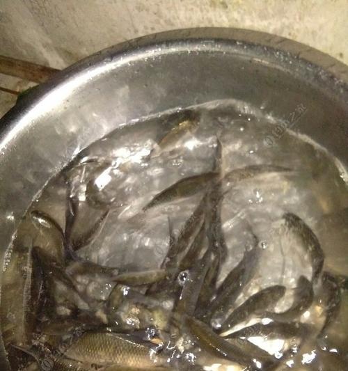 冬季夜钓黄尾钓鲫鱼技巧有哪些？如何提高钓鲫鱼的成功率？