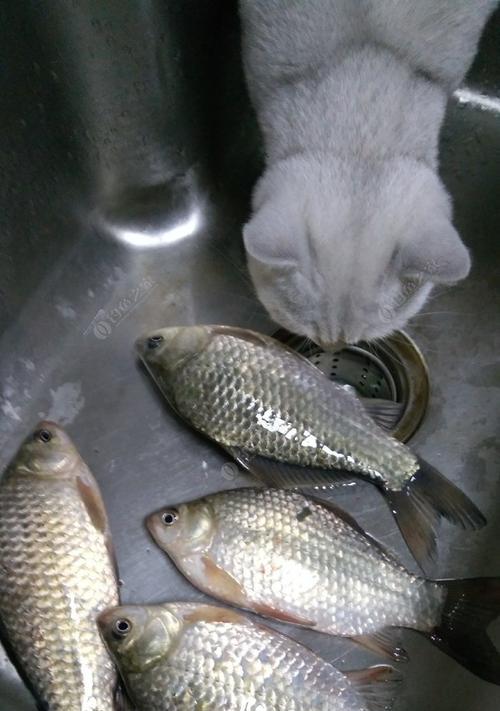 冬季夜钓黄尾钓鲫鱼技巧有哪些？如何提高钓鲫鱼的成功率？
