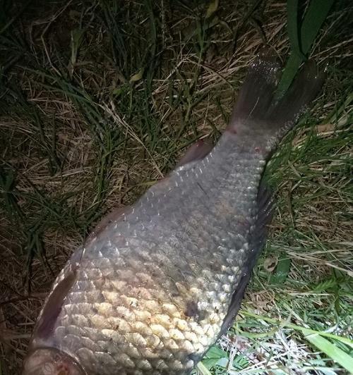 冬季夜钓鲫鱼调漂技巧是什么？如何提高钓获率？