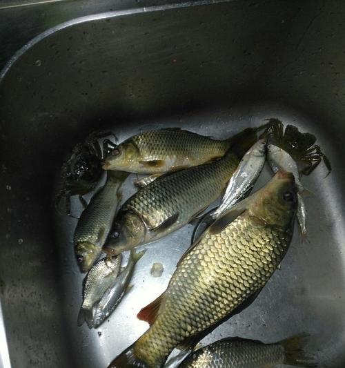 冬季夜钓鲤鱼最佳方法和技巧是什么？如何提高夜钓鲤鱼的效率？