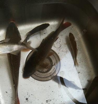 冬季夜钓浅滩流水翘嘴技巧有哪些？如何提高钓获率？