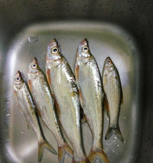 冬季夜钓浅滩流水翘嘴技巧有哪些？如何提高钓获率？
