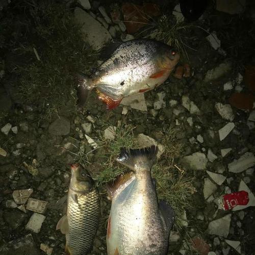 冬季夜钓轻口鱼如何调钓？有哪些有效的调钓技巧教程？