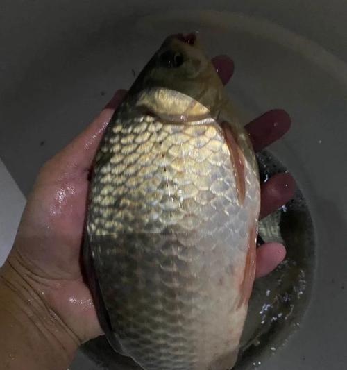 冬季夜钓小鲫鱼技巧有哪些？如何提高钓获率？