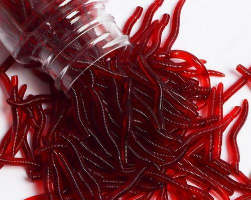 冬季钓鱼用红虫蚯蚓如何调漂？调漂技巧有哪些？
