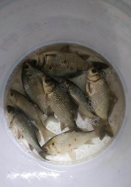 冬季钓鱼用熟米饭粒效果如何？有哪些技巧？