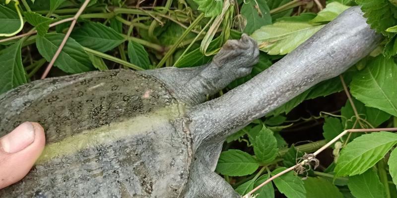 冬季钓鱼用猪肝效果好吗？有哪些技巧需要注意？