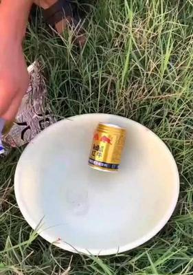 高红牛钓鱼技巧有哪些？如何提高钓鱼成功率？