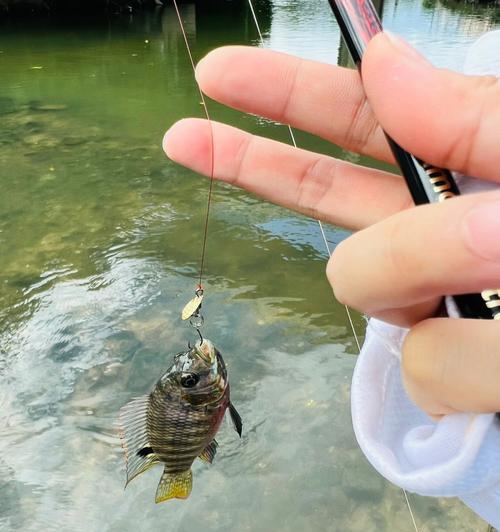 如何掌握高经济钓鱼技巧？提高钓鱼效率的秘诀是什么？