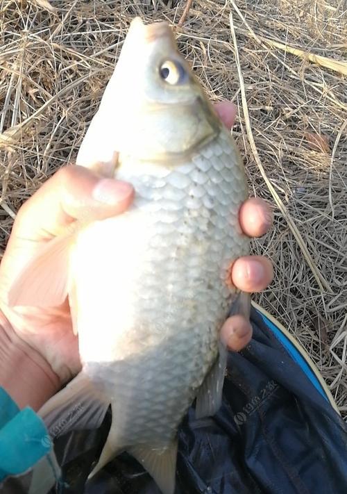 高密度鲫鱼垂钓技巧是什么？如何提高钓获率？