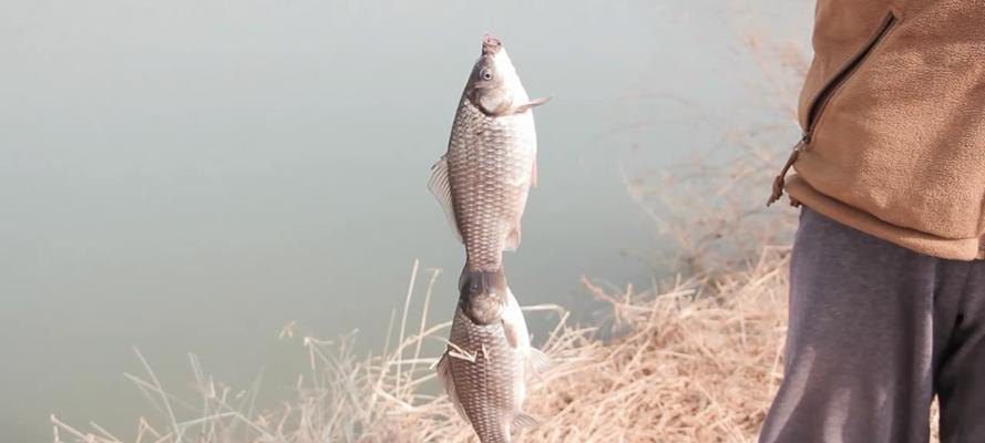 夏季钓鱼高手如何搭配鱼饵？哪些鱼饵搭配技巧最有效？