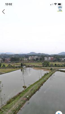 高温混养塘钓鱼技巧和方法是什么？如何提高钓鱼成功率？