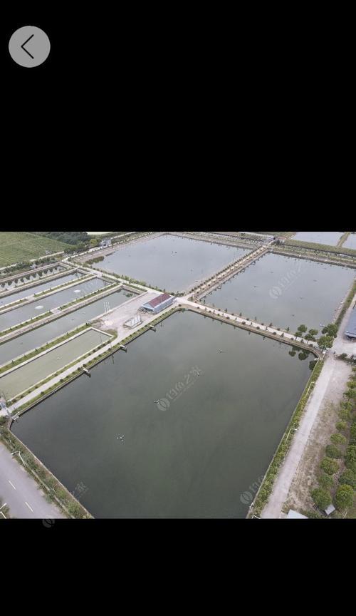 高温混养塘钓鱼技巧与方法是什么？如何提高钓鱼成功率？