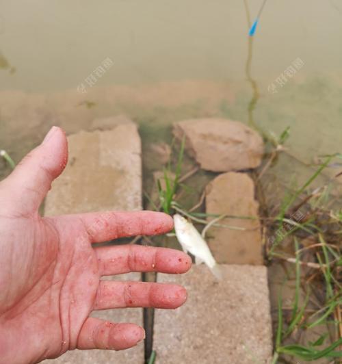 高温闷热天气钓鱼技巧有哪些？如何应对高温天气钓鱼的挑战？