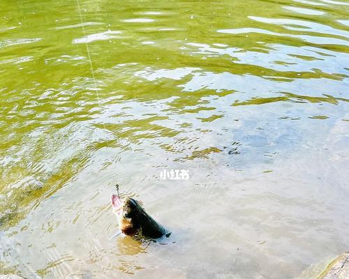 高温天气过后钓鱼技巧有哪些？如何应对天气变化提高钓鱼成功率？