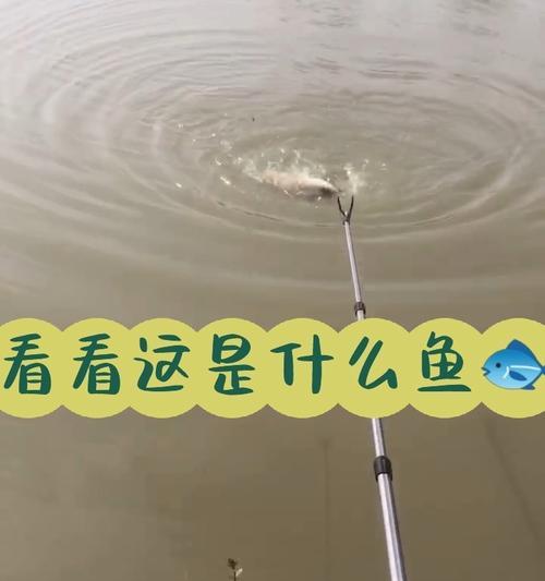 如何在高温天气下进行深水钓鱼？有哪些有效的技巧？