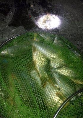 夜钓草鱼技巧有哪些？高温天气下如何有效钓草鱼？