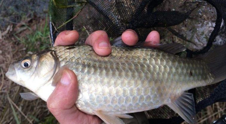 高温季节如何野钓鲫鱼？掌握哪些技巧能提高成功率？