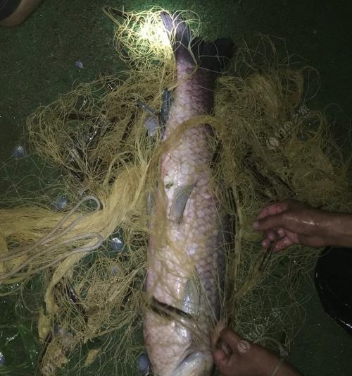 高温夜钓青鱼技巧有哪些？如何提高夜钓青鱼的成功率？