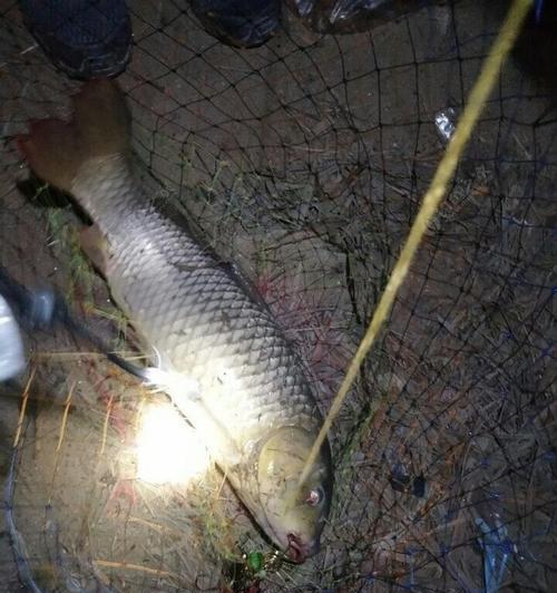 高温夜晚钓鱼技巧简单吗？如何提高夜晚钓鱼的成功率？